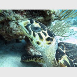 A hawksbill turtle resting by a coral head - The Exumas, April 2014
